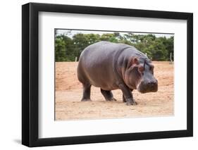 The Common Hippopotamus, Hippopotamus Amphibius, or Hippo, is a Large, Mostly Herbivorous, Semiaqua-Nils Versemann-Framed Photographic Print