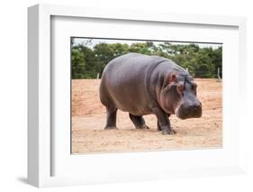 The Common Hippopotamus, Hippopotamus Amphibius, or Hippo, is a Large, Mostly Herbivorous, Semiaqua-Nils Versemann-Framed Photographic Print