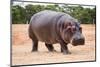 The Common Hippopotamus, Hippopotamus Amphibius, or Hippo, is a Large, Mostly Herbivorous, Semiaqua-Nils Versemann-Mounted Photographic Print