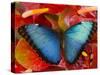 The Common Morpho Butterfly-Darrell Gulin-Stretched Canvas