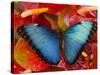 The Common Morpho Butterfly-Darrell Gulin-Stretched Canvas
