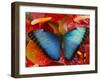 The Common Morpho Butterfly-Darrell Gulin-Framed Photographic Print