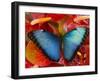 The Common Morpho Butterfly-Darrell Gulin-Framed Photographic Print