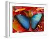 The Common Morpho Butterfly-Darrell Gulin-Framed Photographic Print