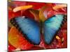 The Common Morpho Butterfly-Darrell Gulin-Mounted Photographic Print
