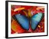 The Common Morpho Butterfly-Darrell Gulin-Framed Photographic Print