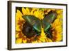 The Common Peacock Swallowtail Butterfly, Papilio Bianor-Darrell Gulin-Framed Photographic Print