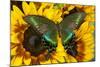 The Common Peacock Swallowtail Butterfly, Papilio Bianor-Darrell Gulin-Mounted Photographic Print