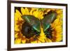 The Common Peacock Swallowtail Butterfly, Papilio Bianor-Darrell Gulin-Framed Photographic Print