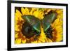 The Common Peacock Swallowtail Butterfly, Papilio Bianor-Darrell Gulin-Framed Photographic Print