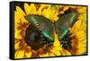 The Common Peacock Swallowtail Butterfly, Papilio Bianor-Darrell Gulin-Framed Stretched Canvas