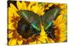 The Common Peacock Swallowtail Butterfly, Papilio Bianor-Darrell Gulin-Stretched Canvas