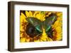 The Common Peacock Swallowtail Butterfly, Papilio Bianor-Darrell Gulin-Framed Photographic Print