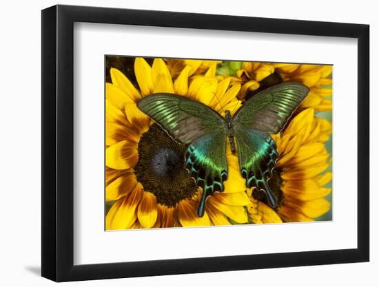 The Common Peacock Swallowtail Butterfly, Papilio Bianor-Darrell Gulin-Framed Photographic Print