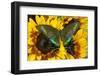 The Common Peacock Swallowtail Butterfly, Papilio Bianor-Darrell Gulin-Framed Photographic Print