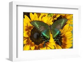 The Common Peacock Swallowtail Butterfly, Papilio Bianor-Darrell Gulin-Framed Photographic Print