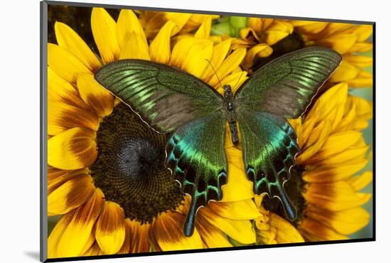 The Common Peacock Swallowtail Butterfly, Papilio Bianor-Darrell Gulin-Mounted Photographic Print