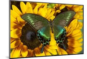 The Common Peacock Swallowtail Butterfly, Papilio Bianor-Darrell Gulin-Mounted Photographic Print