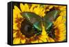 The Common Peacock Swallowtail Butterfly, Papilio Bianor-Darrell Gulin-Framed Stretched Canvas