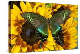 The Common Peacock Swallowtail Butterfly, Papilio Bianor-Darrell Gulin-Stretched Canvas