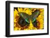 The Common Peacock Swallowtail Butterfly, Papilio Bianor-Darrell Gulin-Framed Premium Photographic Print