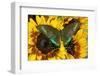 The Common Peacock Swallowtail Butterfly, Papilio Bianor-Darrell Gulin-Framed Premium Photographic Print