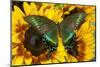 The Common Peacock Swallowtail Butterfly, Papilio Bianor-Darrell Gulin-Mounted Premium Photographic Print