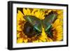 The Common Peacock Swallowtail Butterfly, Papilio Bianor-Darrell Gulin-Framed Photographic Print