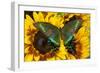 The Common Peacock Swallowtail Butterfly, Papilio Bianor-Darrell Gulin-Framed Photographic Print