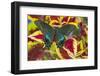 The Common Peacock Swallowtail Butterfly, Papilio Bianor-Darrell Gulin-Framed Photographic Print