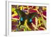 The Common Peacock Swallowtail Butterfly, Papilio Polyctor-Darrell Gulin-Framed Photographic Print