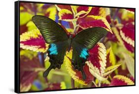 The Common Peacock Swallowtail Butterfly, Papilio Polyctor-Darrell Gulin-Framed Stretched Canvas