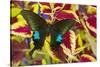 The Common Peacock Swallowtail Butterfly, Papilio Polyctor-Darrell Gulin-Stretched Canvas