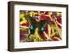 The Common Peacock Swallowtail Butterfly, Papilio Polyctor-Darrell Gulin-Framed Photographic Print