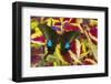 The Common Peacock Swallowtail Butterfly, Papilio Polyctor-Darrell Gulin-Framed Photographic Print