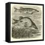 The Common Pike, Esox Lucius-null-Framed Stretched Canvas