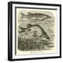 The Common Pike, Esox Lucius-null-Framed Giclee Print