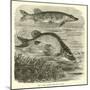 The Common Pike, Esox Lucius-null-Mounted Giclee Print