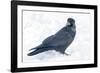 The common raven is a large all-black passerine bird found across the Northern Hemisphere.-Richard Wright-Framed Photographic Print