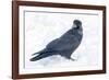 The common raven is a large all-black passerine bird found across the Northern Hemisphere.-Richard Wright-Framed Photographic Print