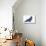 The common raven is a large all-black passerine bird found across the Northern Hemisphere.-Richard Wright-Stretched Canvas displayed on a wall