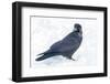 The common raven is a large all-black passerine bird found across the Northern Hemisphere.-Richard Wright-Framed Photographic Print