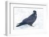 The common raven is a large all-black passerine bird found across the Northern Hemisphere.-Richard Wright-Framed Photographic Print