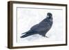 The common raven is a large all-black passerine bird found across the Northern Hemisphere.-Richard Wright-Framed Photographic Print