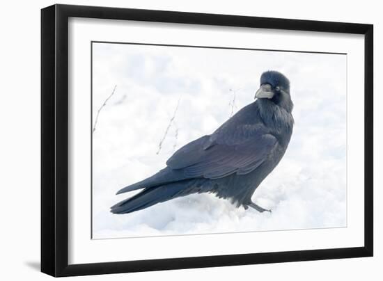 The common raven is a large all-black passerine bird found across the Northern Hemisphere.-Richard Wright-Framed Photographic Print