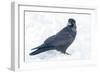 The common raven is a large all-black passerine bird found across the Northern Hemisphere.-Richard Wright-Framed Photographic Print