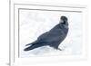 The common raven is a large all-black passerine bird found across the Northern Hemisphere.-Richard Wright-Framed Photographic Print