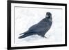 The common raven is a large all-black passerine bird found across the Northern Hemisphere.-Richard Wright-Framed Photographic Print