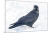 The common raven is a large all-black passerine bird found across the Northern Hemisphere.-Richard Wright-Mounted Photographic Print