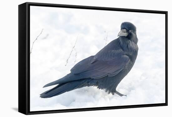 The common raven is a large all-black passerine bird found across the Northern Hemisphere.-Richard Wright-Framed Stretched Canvas